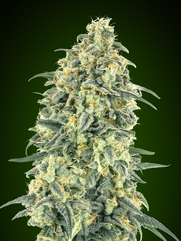 Auto White Widow XXL feminised cannabis seeds by 00 Seeds for indoor and outdoor